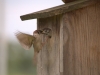 Vogelfuetterung