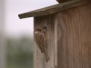 Vogelfuetterung