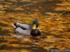 ente1