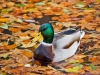 ente2