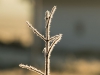 winter1